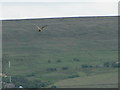 Curlew above Cranberry Moss