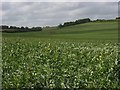 Farmland, Pitton