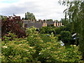 The rear gardens of Albert Road