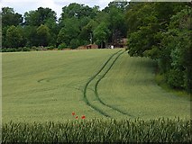SU2341 : Farmland, Newton Tony by Andrew Smith