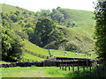 Sheep handling pens