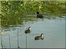 SU0797 : Coot and chicks, Thames and Severn canal, near South Cerney (1) by Brian Robert Marshall