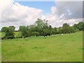 TL0769 : Cattle in field by Les Harvey