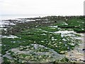 TR3846 : Seaweed covered chalk bedrock near Kingsdown by Nick Smith