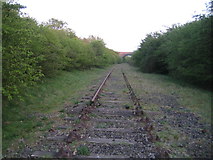 SP7021 : Disused railway looking south by Andy Gryce
