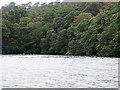 Swans at the head of the creek off the River Fal