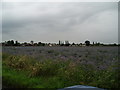 A borage field with Belshaw in the background