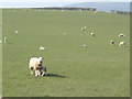 SO2243 : Spring pasture by Jonathan Billinger
