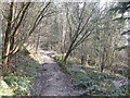 Track through Cwmsirhwy Wood