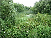 TR3054 : Buttsole Pond, Eastry by Nick Smith