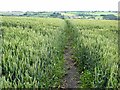 Cut path through field of wheat