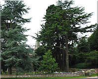 SO7119 : Towering trees of St. John the Baptist churchyard by Pauline E