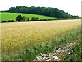 Wall, crop and Beech Copse near Horton