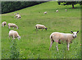 Sheep grazing on hillside pasture