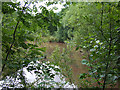 Pool in the Woods, Spoonhill, Shropshire