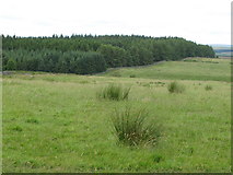 NY8077 : The edge of Wark Forest near Craigshield by Mike Quinn