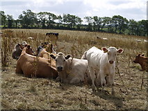 SS4901 : Cattle at Landsend Farm by Derek Harper