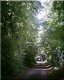 TL8672 : Lime Avenue Spinney Lane Livermere by Nick Balmer