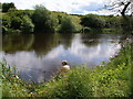 The compleat angler by the Tees