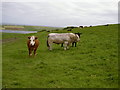 HY4247 : Fields near Hilldavale, Dykeside, Westray by Isla17