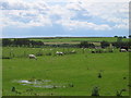 NZ3934 : Sheep Fields by Graham Scarborough