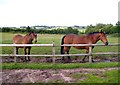 SJ5149 : Horses in Hampton Green by Peter Craine