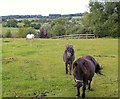 SJ5149 : Shetland ponies at Hampton Green by Peter Craine