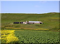 Farm of Hammers, Westside Westray