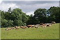 Cattle in a Field