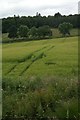 Crops at Concraigie