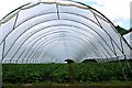 Fruit growing near Craigie