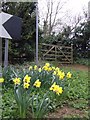 Spring flowers by the bridleway sign