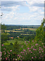 View towards Trottenden