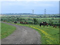 SP7425 : Horses near Sion Hill Farm, East Claydon by Andy Gryce