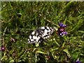 Marbled Whites