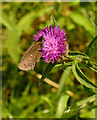 Ringlet Butterfly on a flower