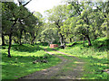 Track into woodland opposite Skail