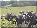 The Twelve Apostles (not the cows, the stone circle behind them!)