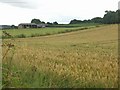 Barley Fields