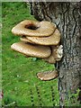 NS2172 : Fungus on dead tree by Thomas Nugent