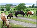 Shetland Ponies