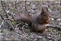SD2708 : Red Squirrel (Sciurus vulgaris), Formby by Mike Pennington