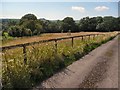 Meadow alongside the road to Lodge Farm