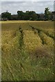 Wheat growing at Melling