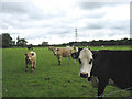 SH5768 : Curious faces at Tyddyn Heilyn Farm by Eric Jones