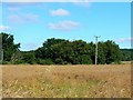 Oilseed rape awaiting harvest, Best