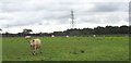 SH5768 : Cattle at Tyddyn Heilyn by Eric Jones