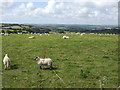 Sheep on the brow of the hill