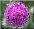 Spear Thistle (Cirsium vulgare)