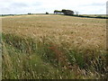 Ripening barley near Trewassick